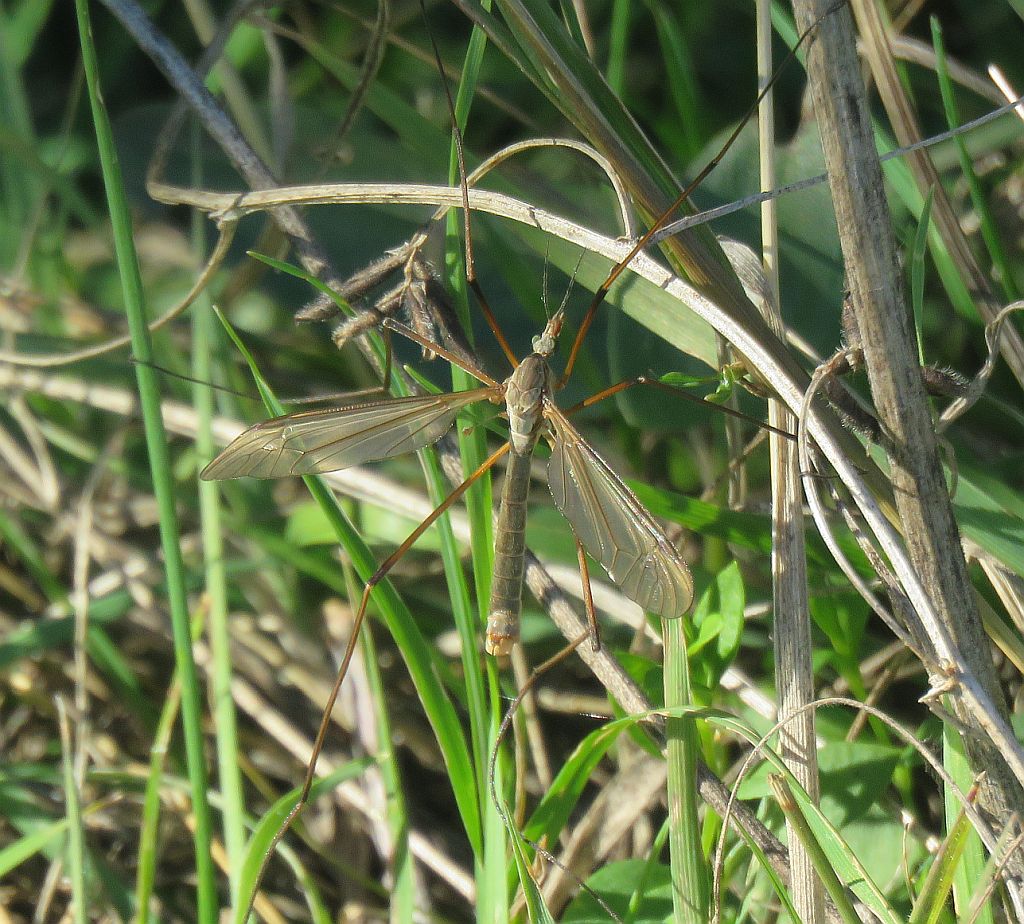   Tipula oleracea 